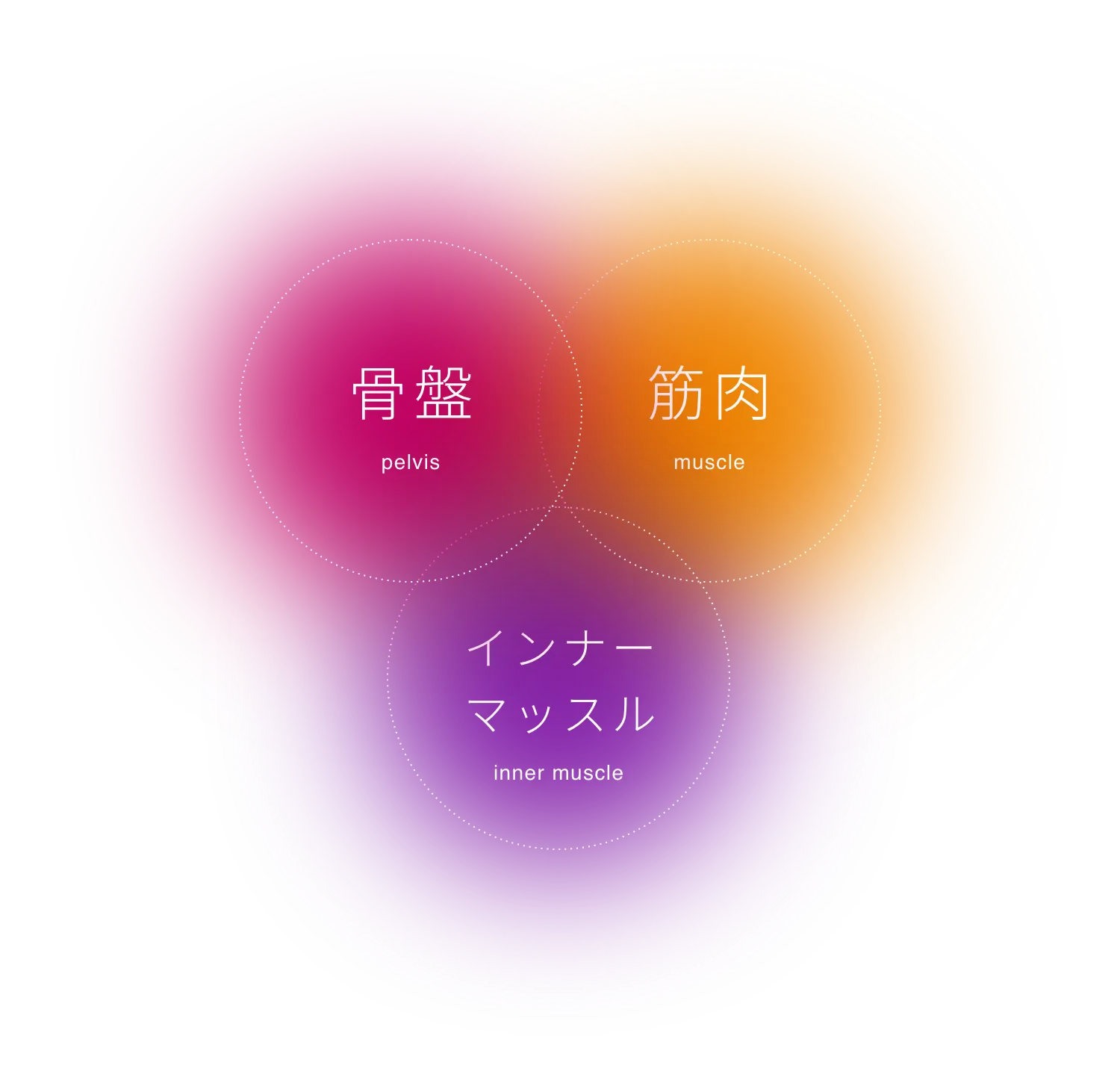 骨盤(pelvis) 筋肉(muscle) インナーマッスル(inner muscle)